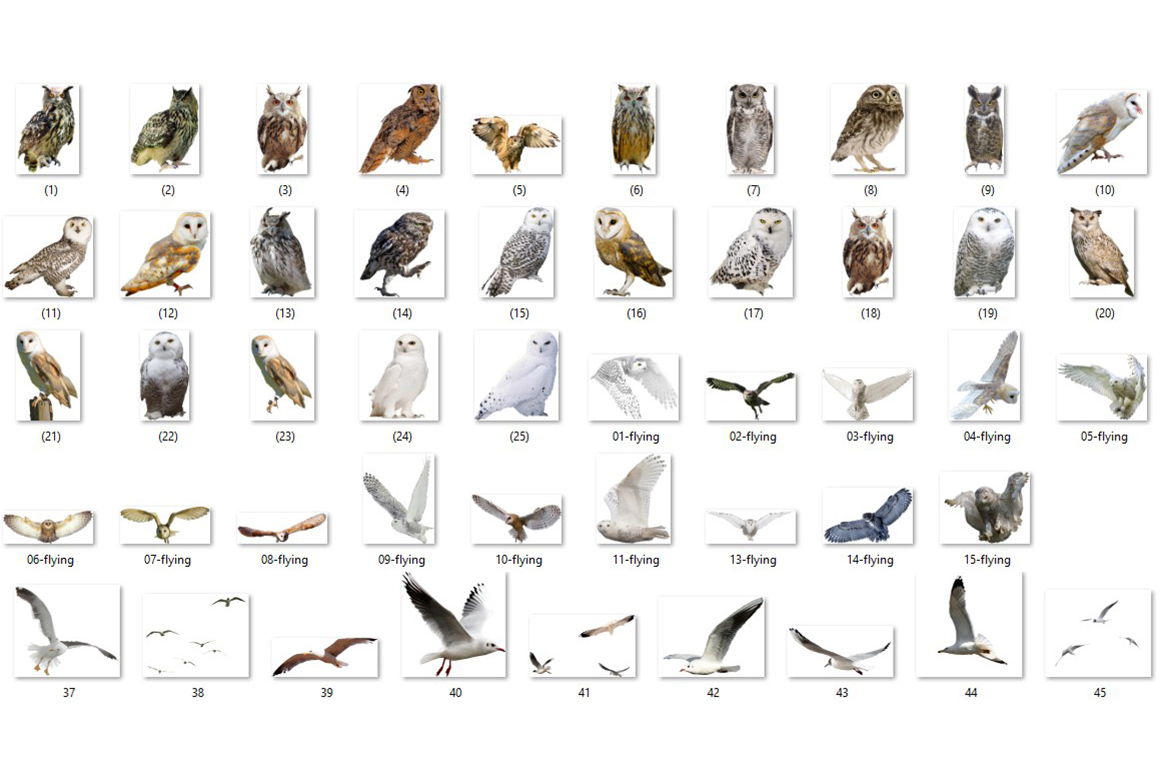Owl And Seagull PNG Image | Owl photo overlays | Seagull photo overlays - Image 3