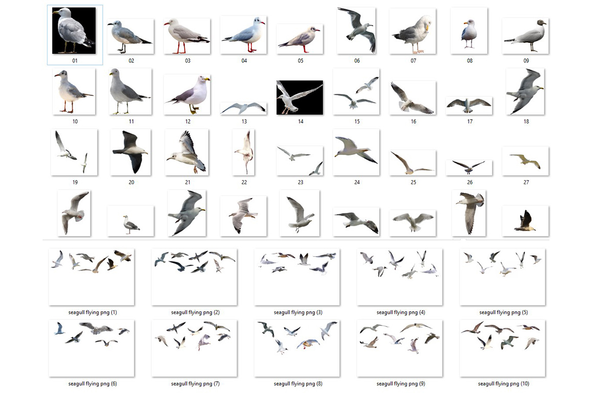 Owl And Seagull PNG Image | Owl photo overlays | Seagull photo overlays - Image 2