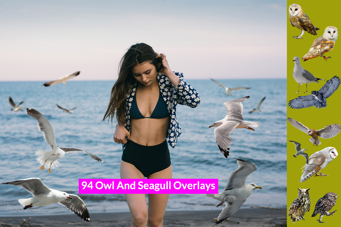 Owl And Seagull PNG Image | Owl photo overlays | Seagull photo overlays