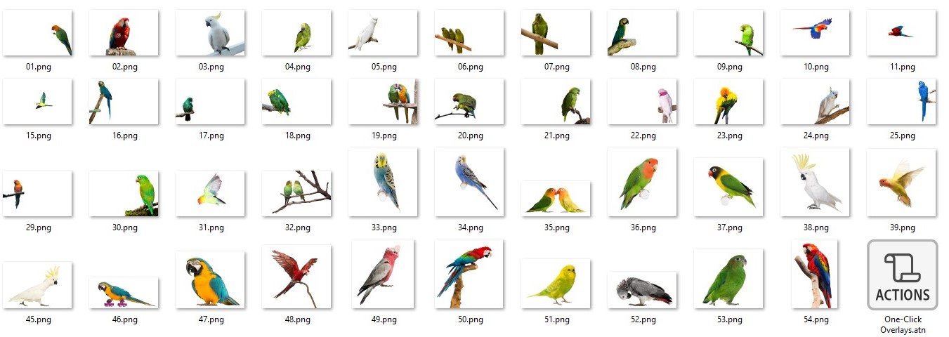 Parrots overlay