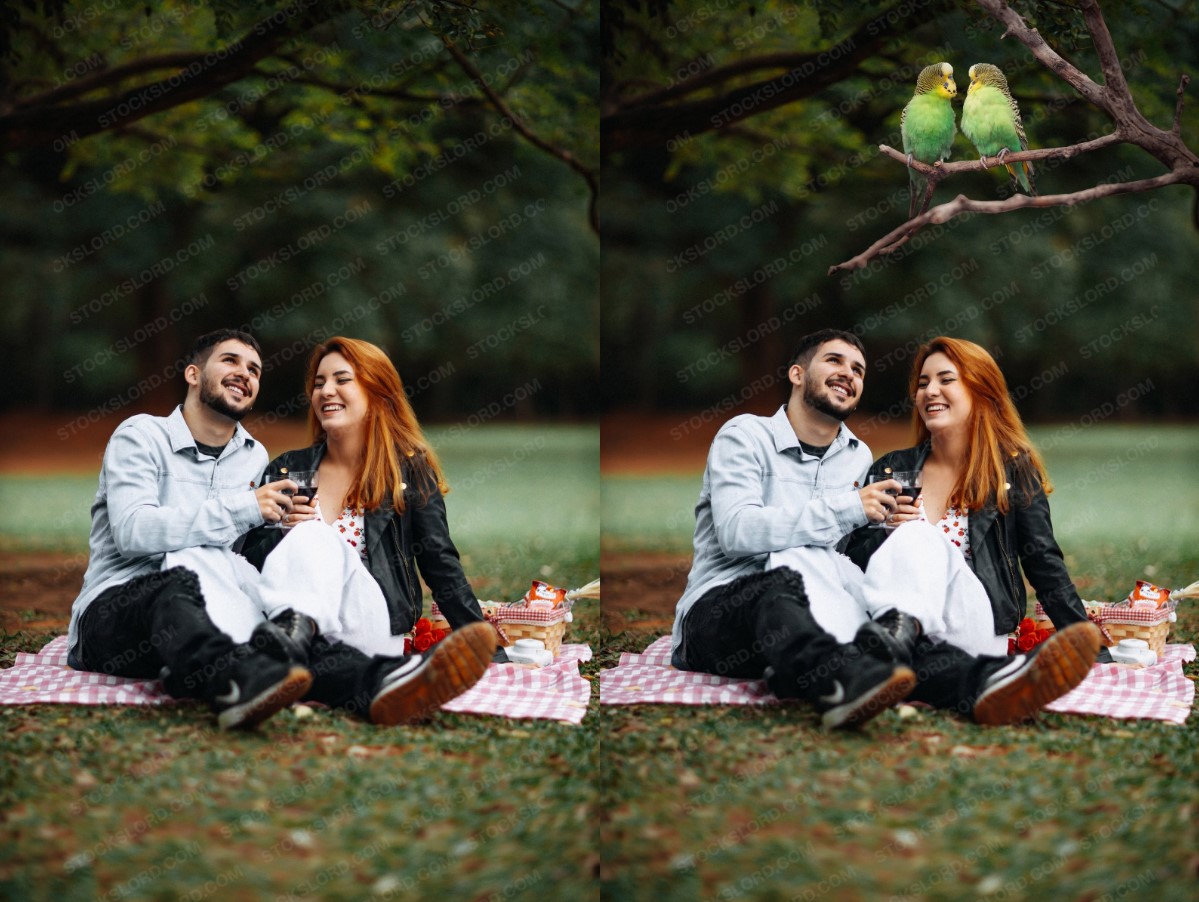 Birds animals
