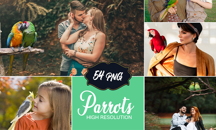 Parrots png